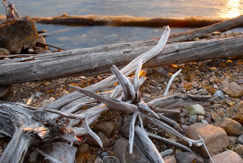 Driftwood at Sunset